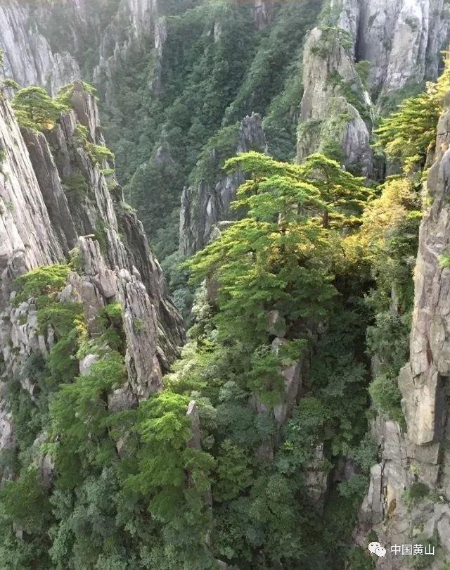 滚动的奶酪